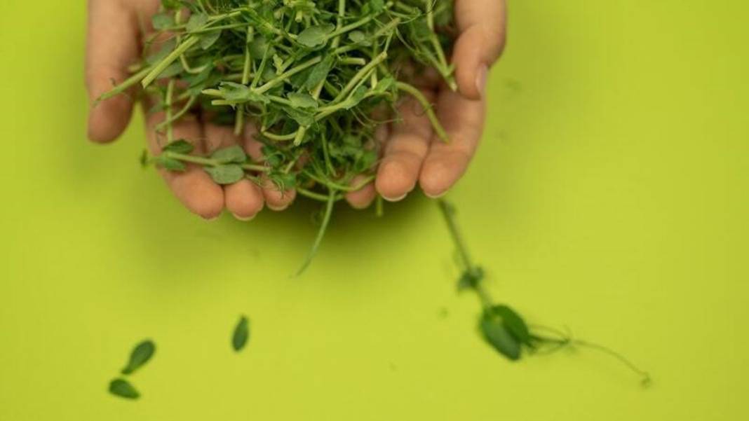 Bahar aylarında sakın bunları yemeyin! Hasta olmamak için uzmana kulak verin: Yaşam kalitenizi artırmak çok kolay 10